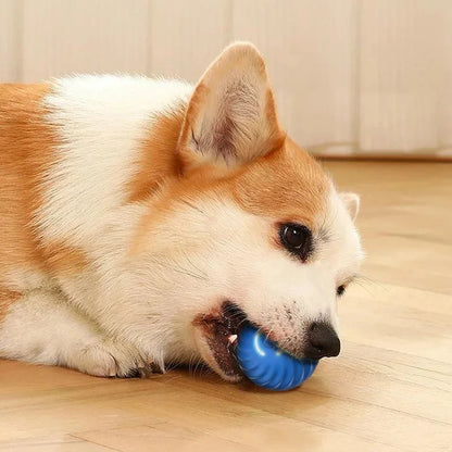 The Smart Dog and Cat Ball That Becomes Their Obsession