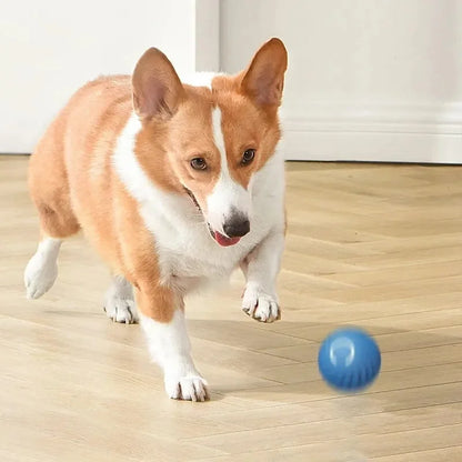 The Smart Dog and Cat Ball That Becomes Their Obsession