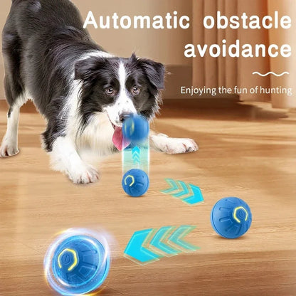 The Smart Dog and Cat Ball That Becomes Their Obsession