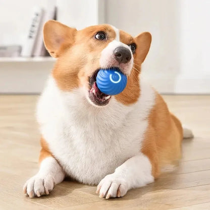 The Smart Dog and Cat Ball That Becomes Their Obsession