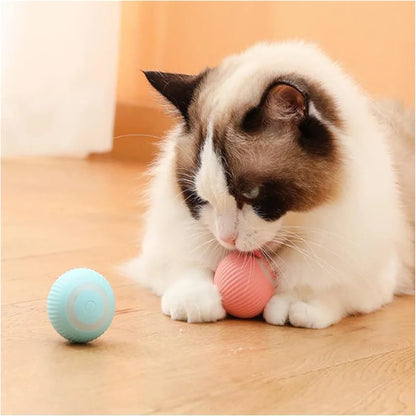 The Smart Dog and Cat Ball That Becomes Their Obsession