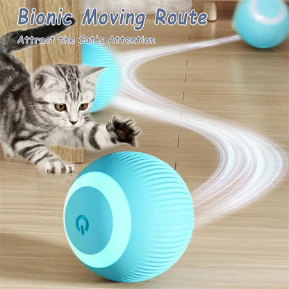 The Smart Dog and Cat Ball That Becomes Their Obsession