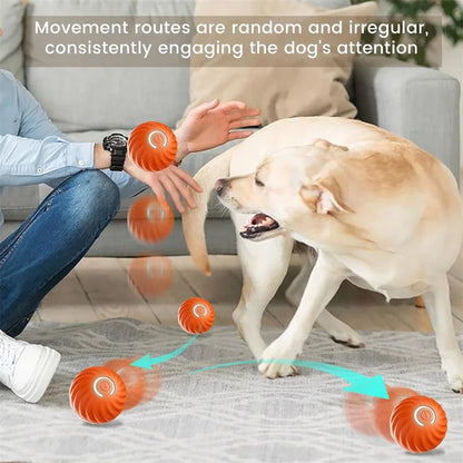 The Smart Dog and Cat Ball That Becomes Their Obsession